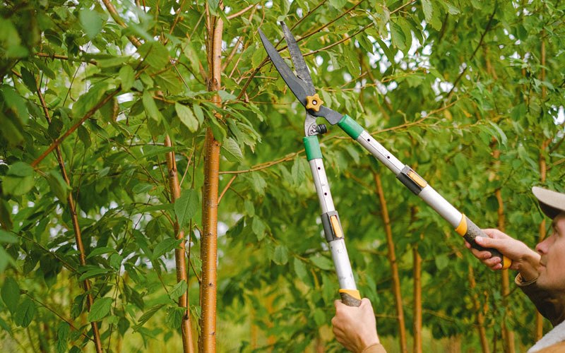 Tree trimming in Viola, WI
