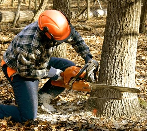 Tree Removal in Viola, WI